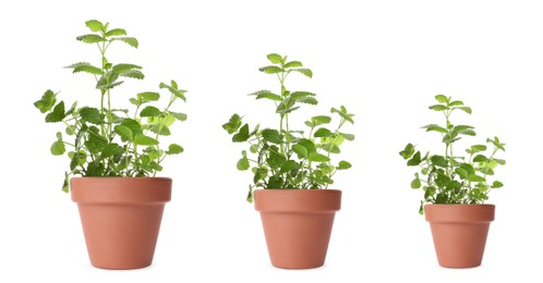 Image of Lemon balm growing in pots isolated on white, different sizes