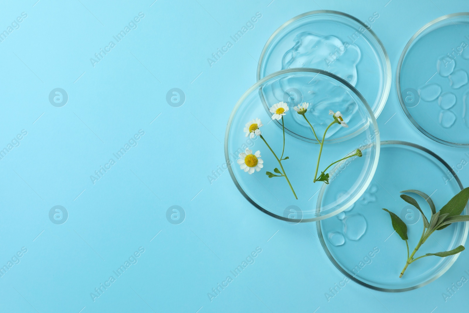 Photo of Flat lay composition with Petri dishes and plants on light blue background. Space for text