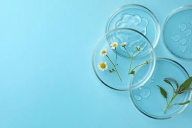 Photo of Flat lay composition with Petri dishes and plants on light blue background. Space for text