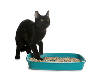 Photo of Cute black cat near litter box on white background