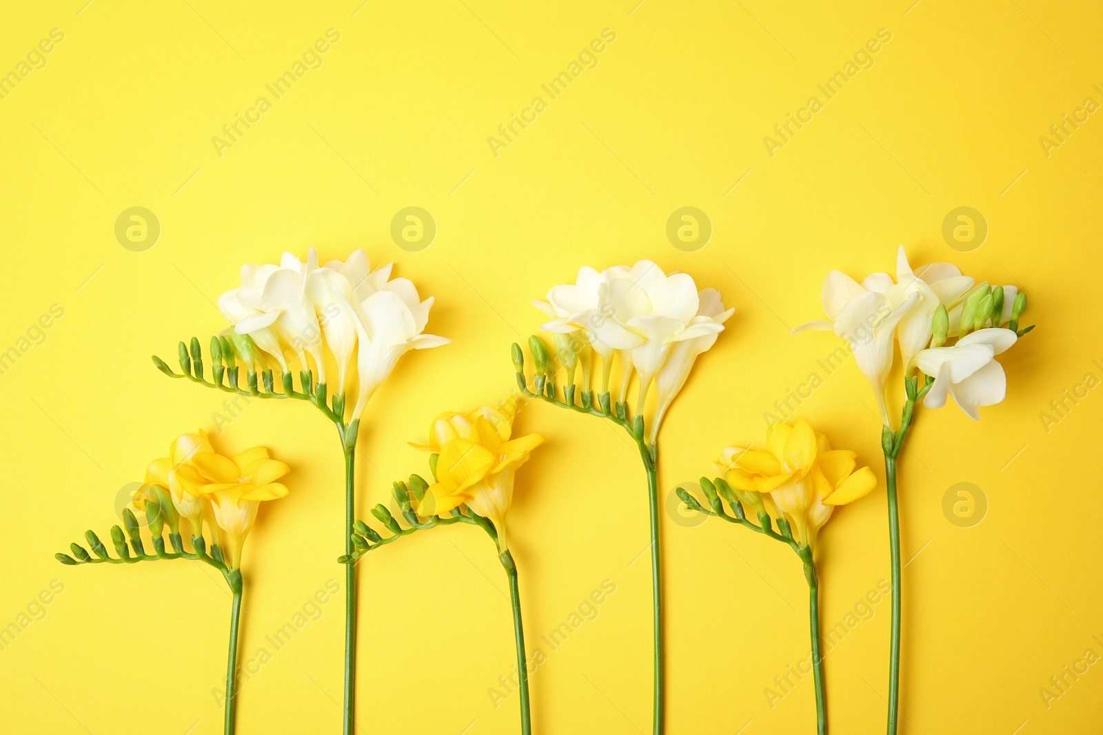 Photo of Beautiful freesia flowers on color background