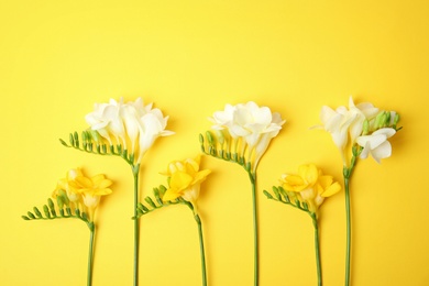 Beautiful freesia flowers on color background