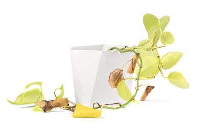 Photo of Potted houseplant with damaged brown leaves on white background