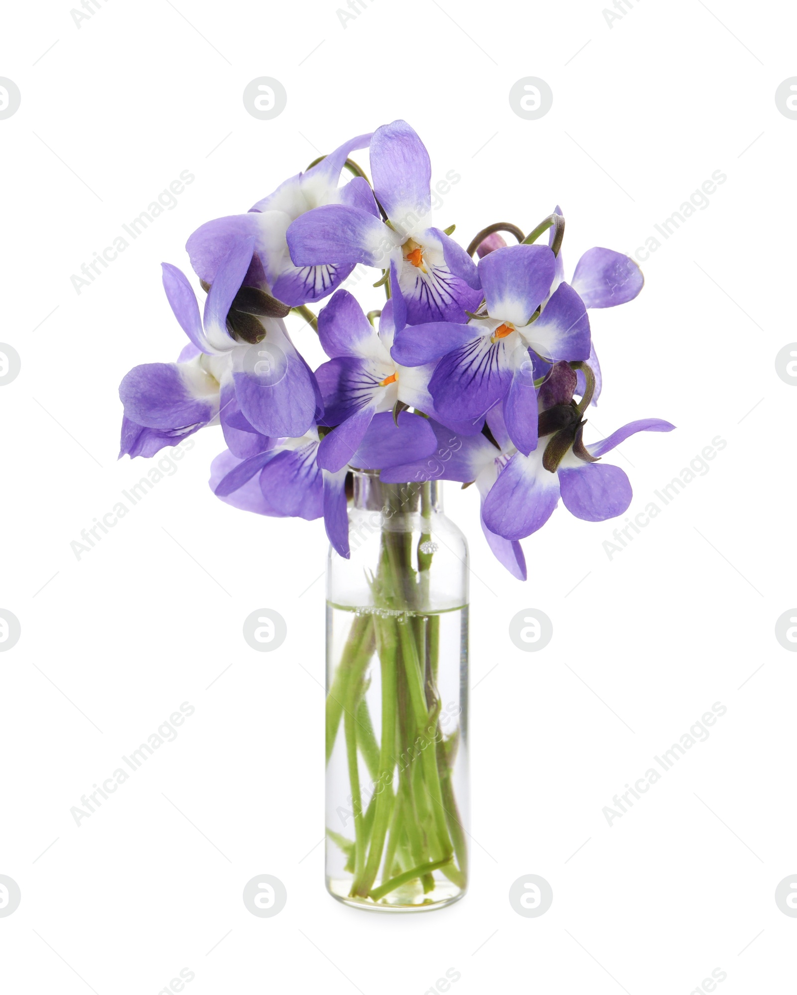 Photo of Beautiful wood violets on white background. Spring flowers