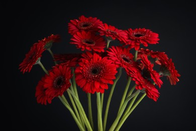 Bouquet of beautiful red gerbera flowers on black background