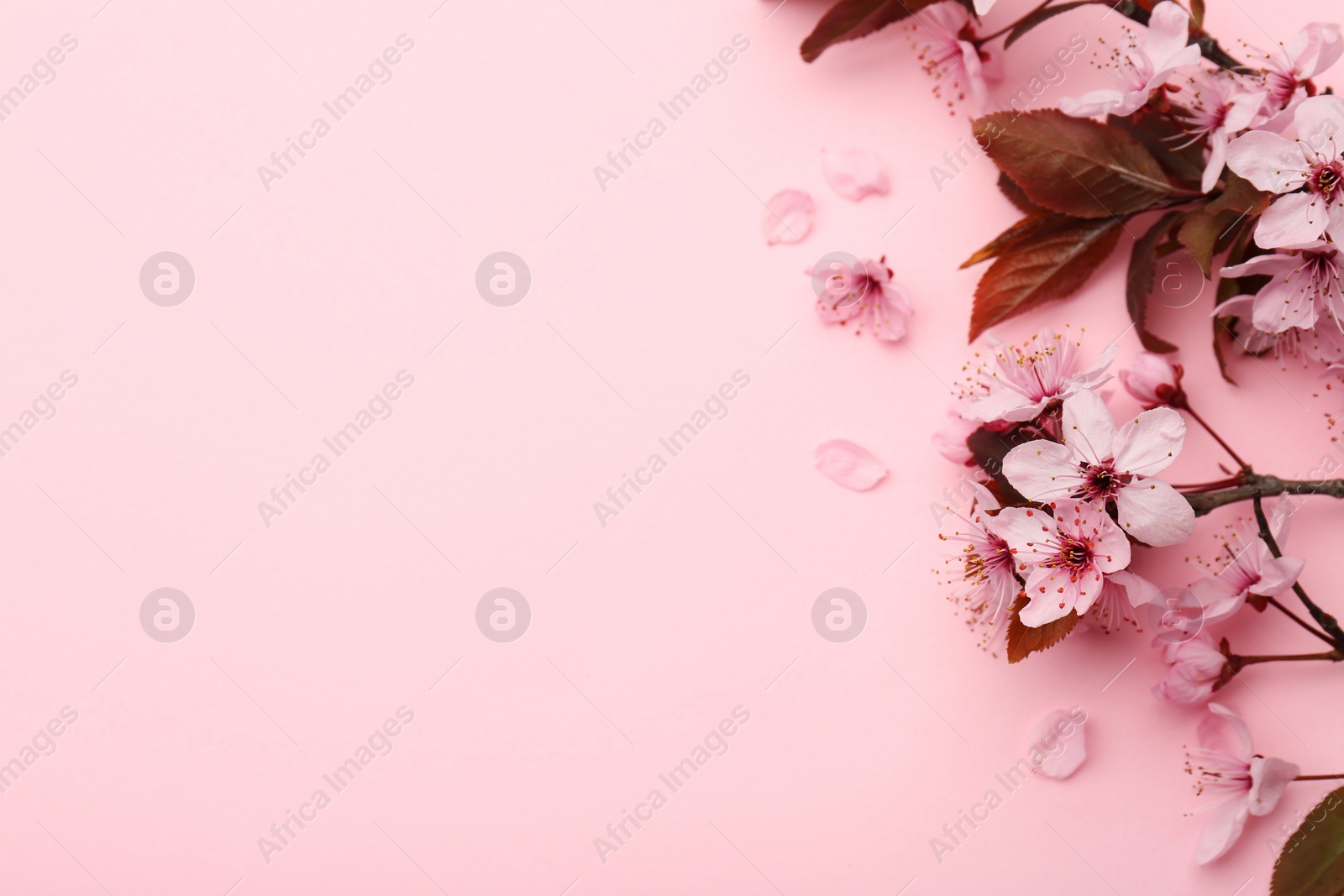 Photo of Spring tree branches with beautiful blossoms on pink background, top view. Space for text