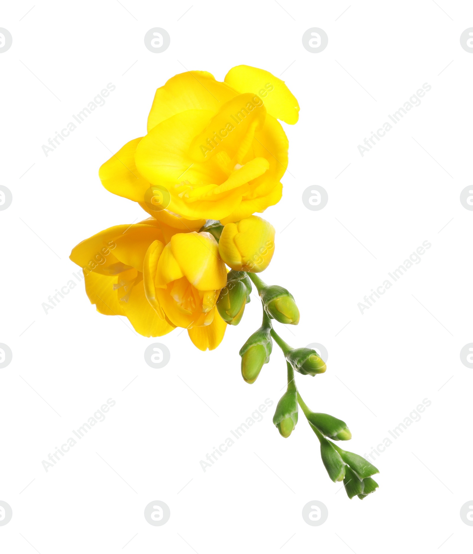 Photo of Beautiful yellow freesia flowers on white background