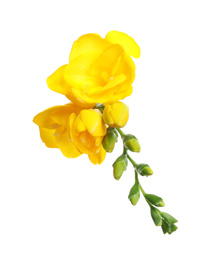 Photo of Beautiful yellow freesia flowers on white background