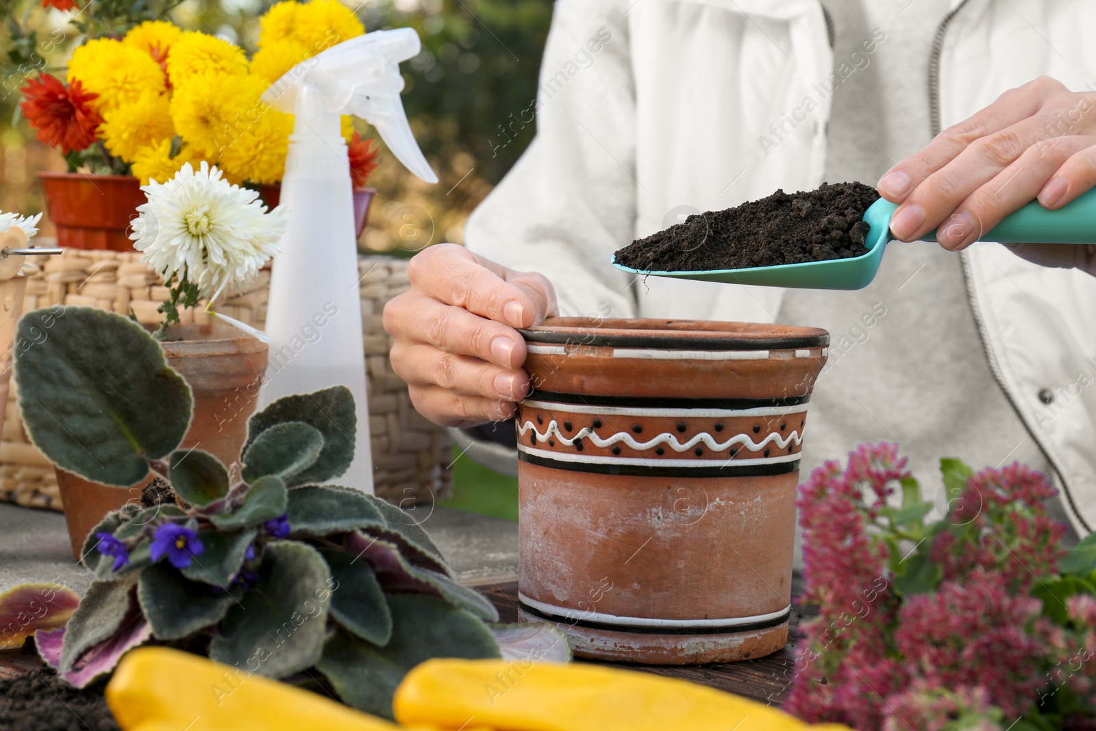 Photo of Woman adding fresh soil into pot in garden, closeup