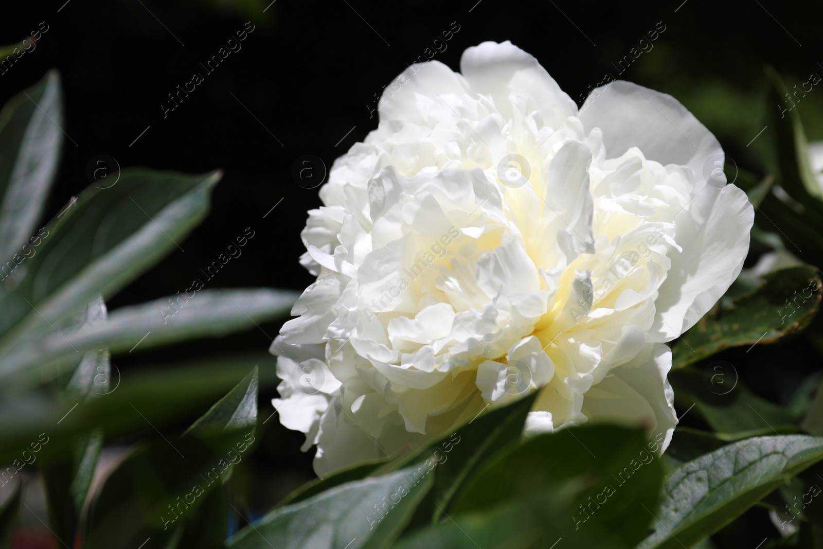 Photo of Closeup view of blooming white peony bush outdoors