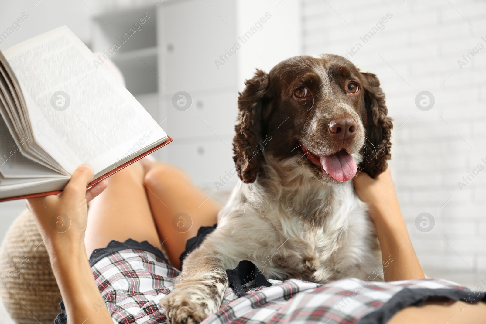 Photo of Adorable Russian Spaniel with owner indoors, closeup view