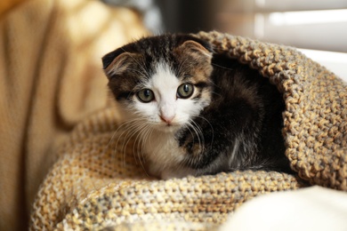 Photo of Adorable little kitten under blanket near window indoors