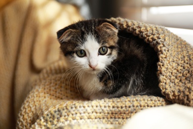 Adorable little kitten under blanket near window indoors