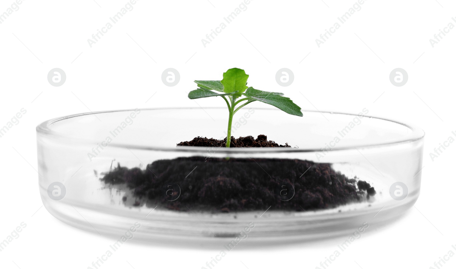 Photo of Green plant with soil in Petri dish isolated on white. Biological chemistry