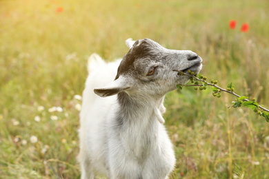 Cute grey goatling in field. Animal husbandry