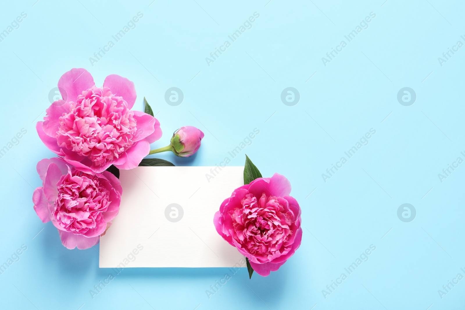 Photo of Fresh peonies and empty card on color background, flat lay with space for text