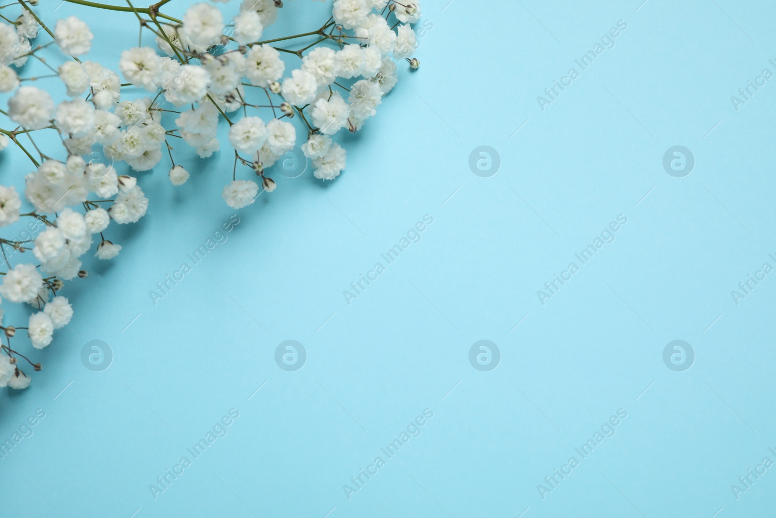 Photo of Beautiful gypsophila on light blue background, space for text. Floral decor