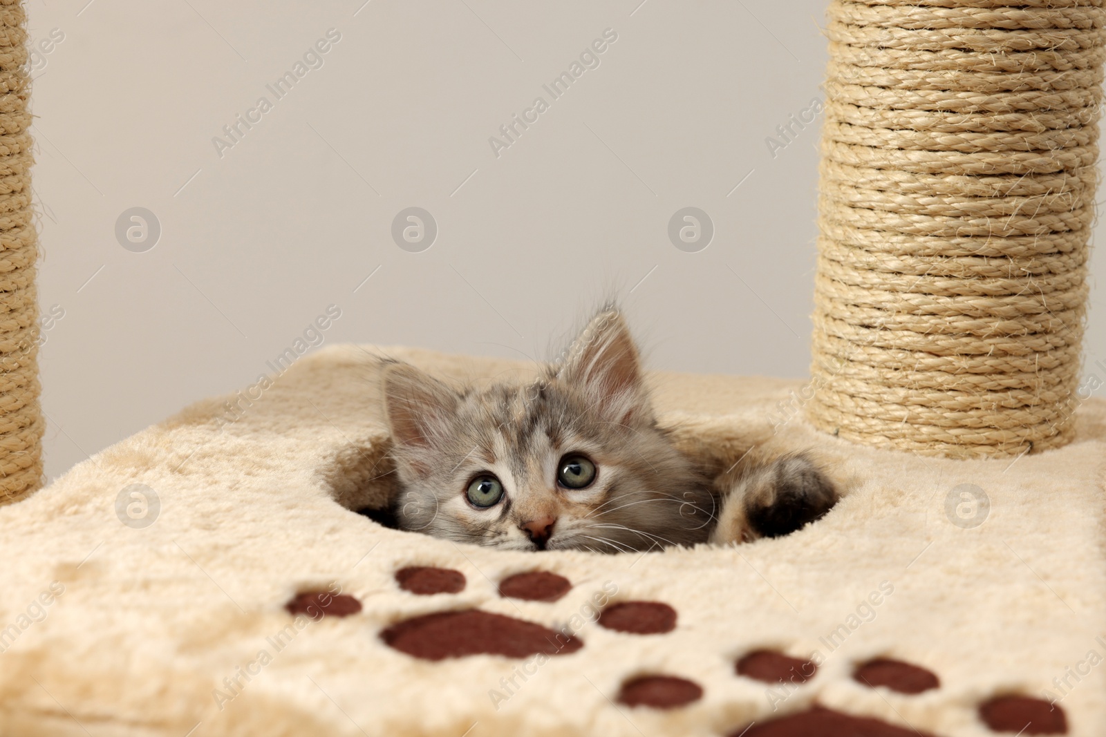 Photo of Cute fluffy kitten exploring cat tree against light background