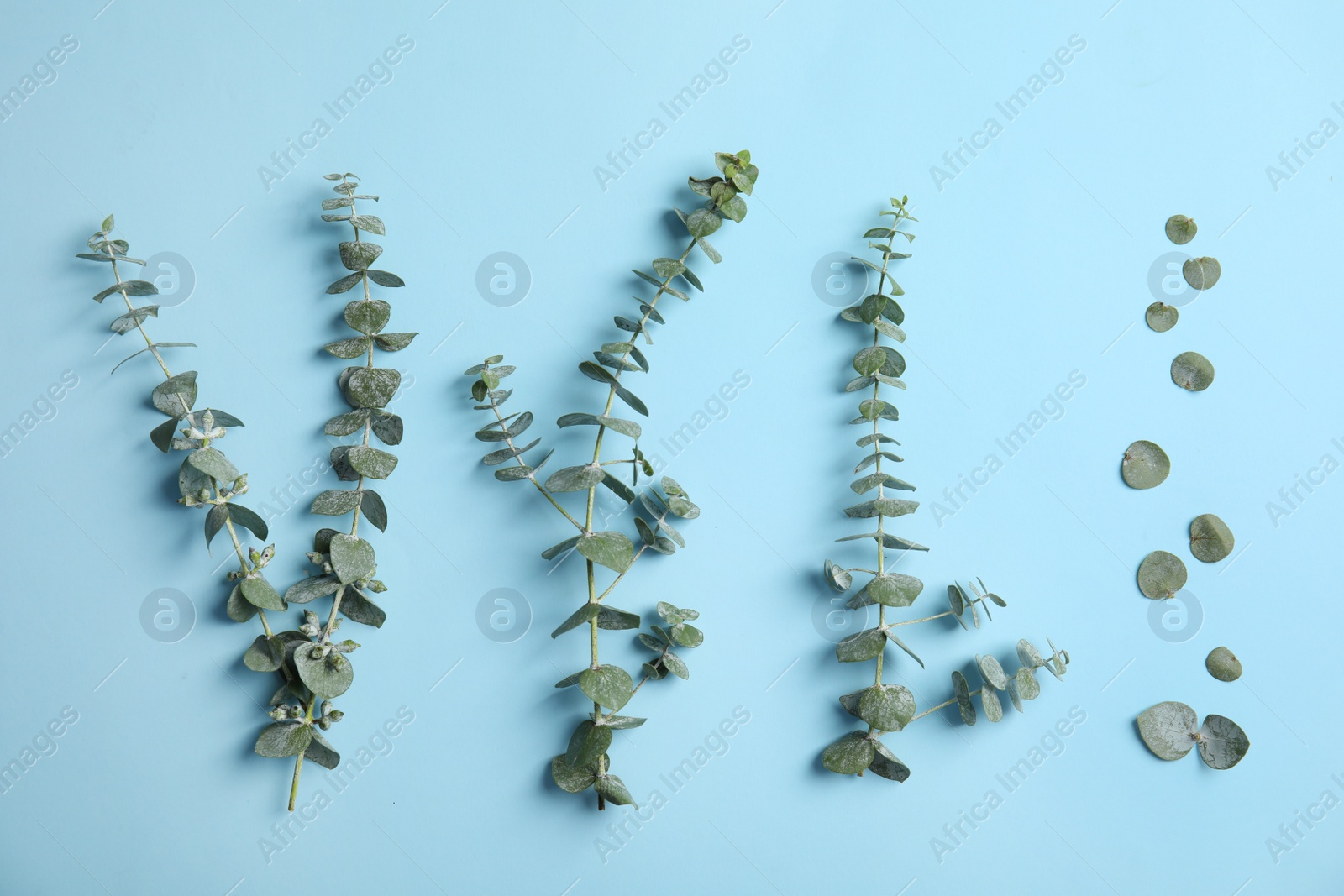 Photo of Eucalyptus branches with fresh green leaves on color background, flat lay