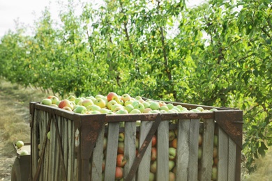 Photo of Crate with fresh ripe juicy apples in garden