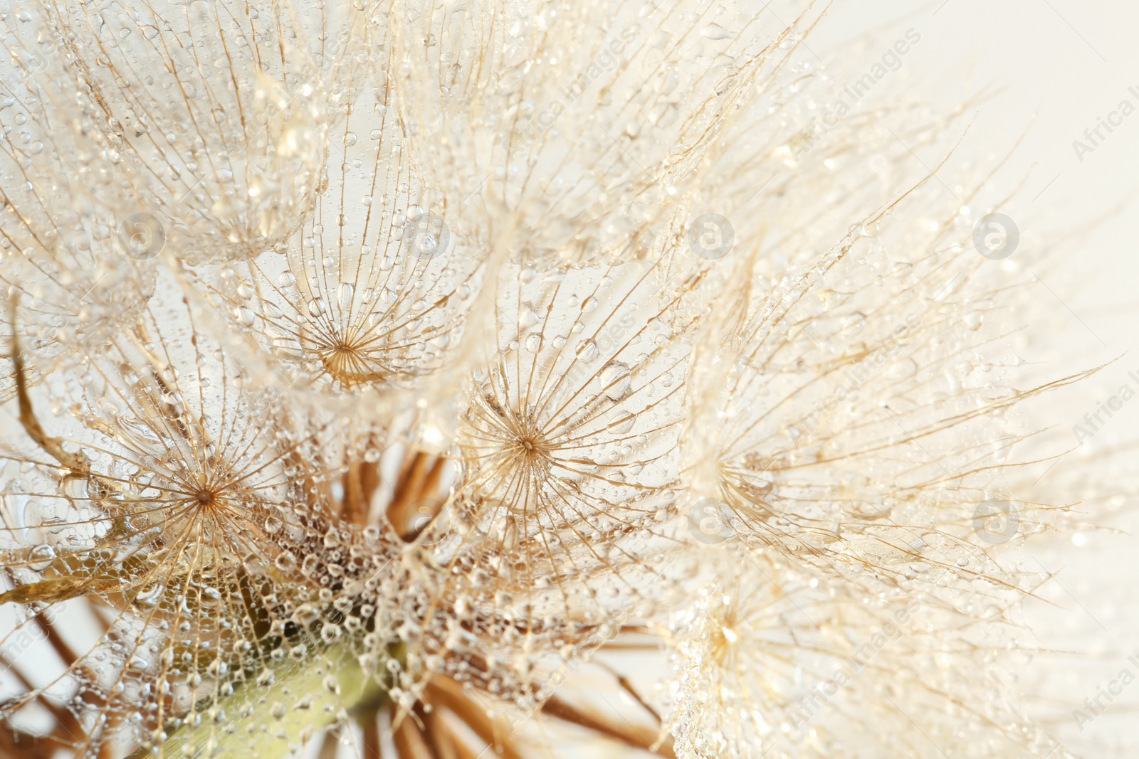 Photo of Dandelion seed head on light background, close up