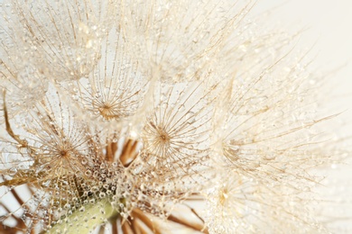 Photo of Dandelion seed head on light background, close up