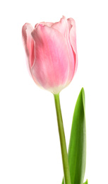 Photo of Beautiful pink spring tulip on white background