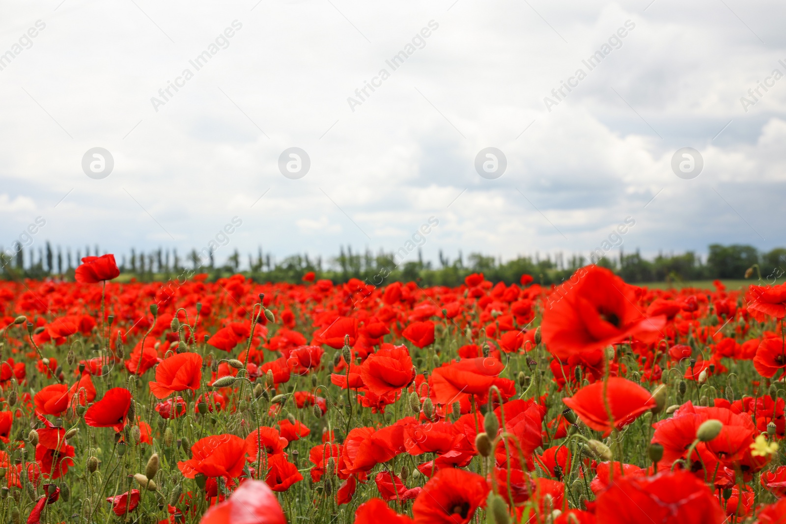 Photo of Beautiful red poppy flowers growing in field