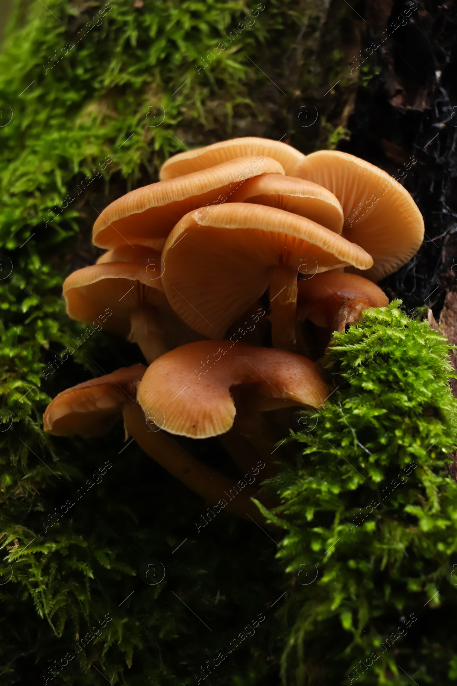 Photo of Wild edible mushrooms and green vegetation in forest