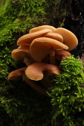 Wild edible mushrooms and green vegetation in forest