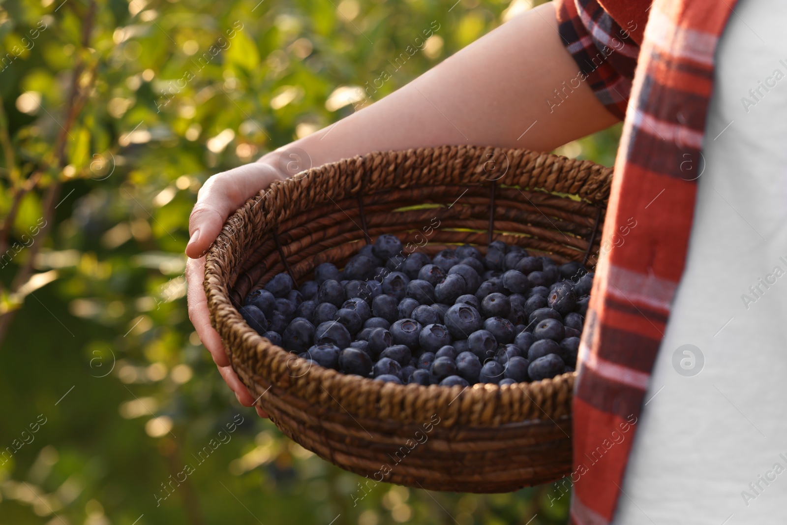 Photo of Woman with wicker basket of fresh blueberries outdoors, closeup. Seasonal berries