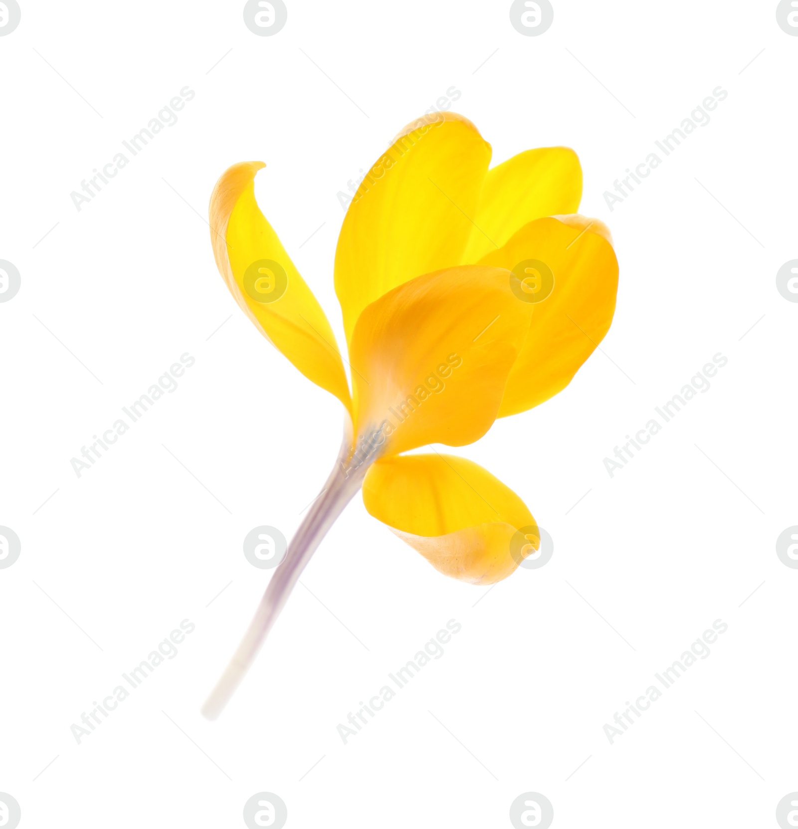 Photo of Beautiful yellow crocus flower isolated on white