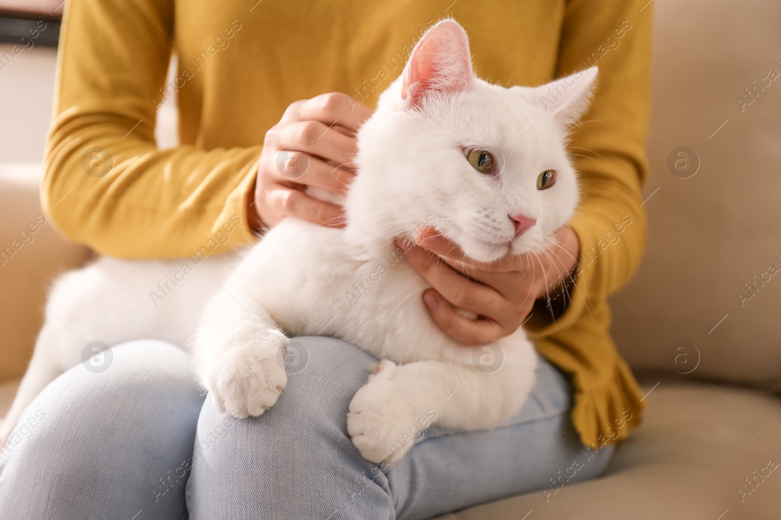 Photo of Young woman with her beautiful white cat at home, closeup. Fluffy pet