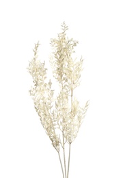 Photo of Beautiful tender dried flowers on white background.