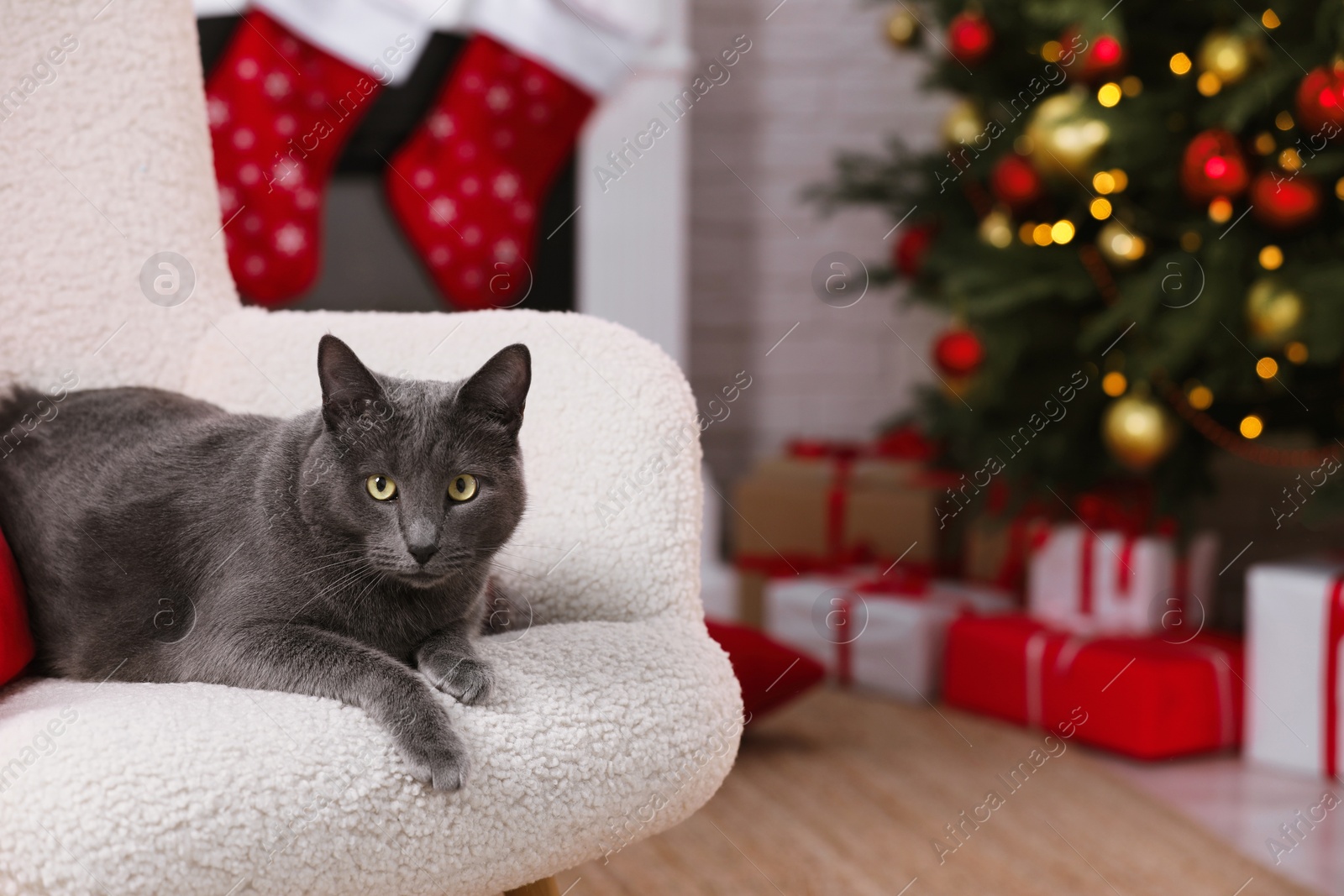 Photo of Cute cat on armchair in room decorated for Christmas