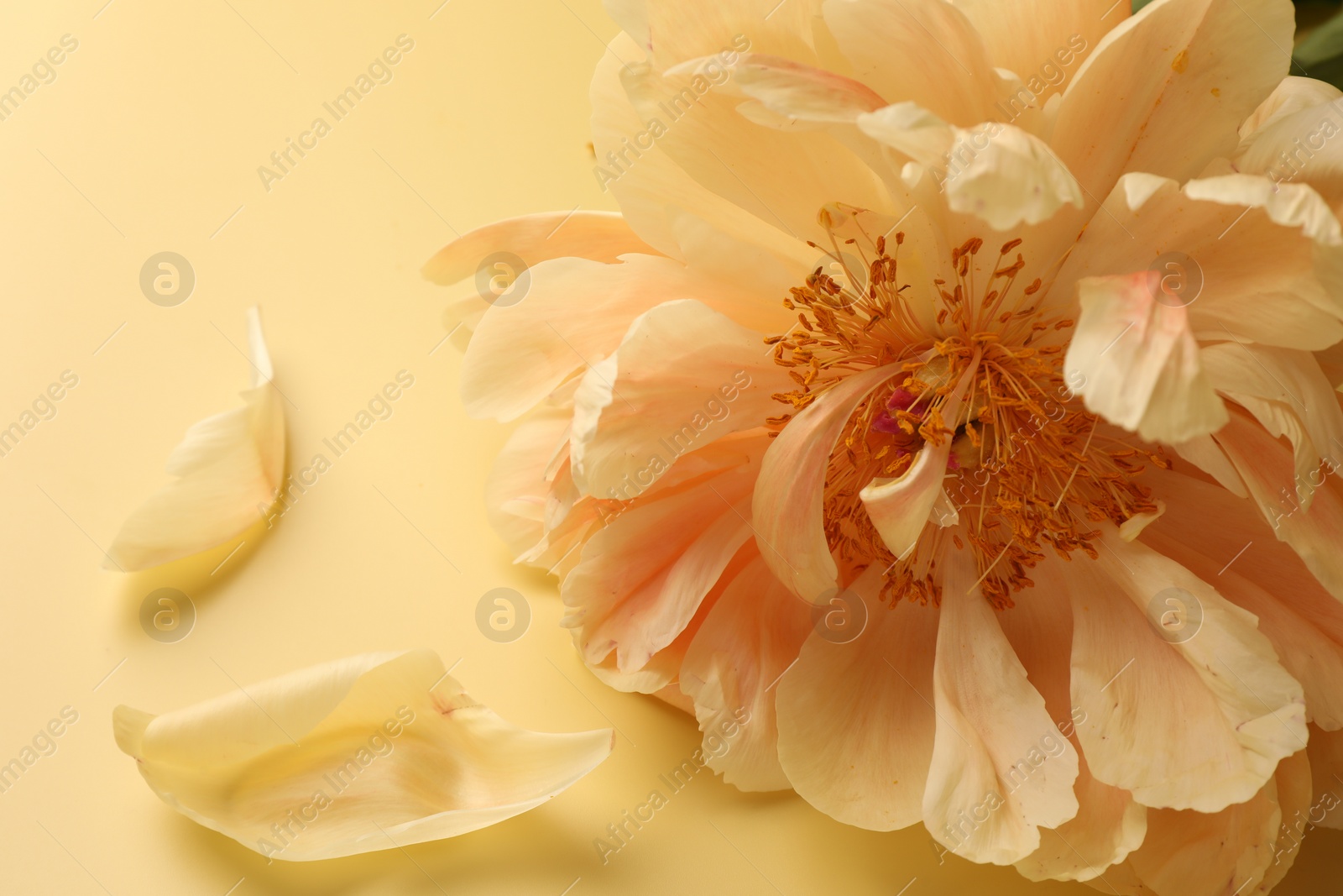 Photo of Beautiful peony flower and petals on pale yellow background, closeup