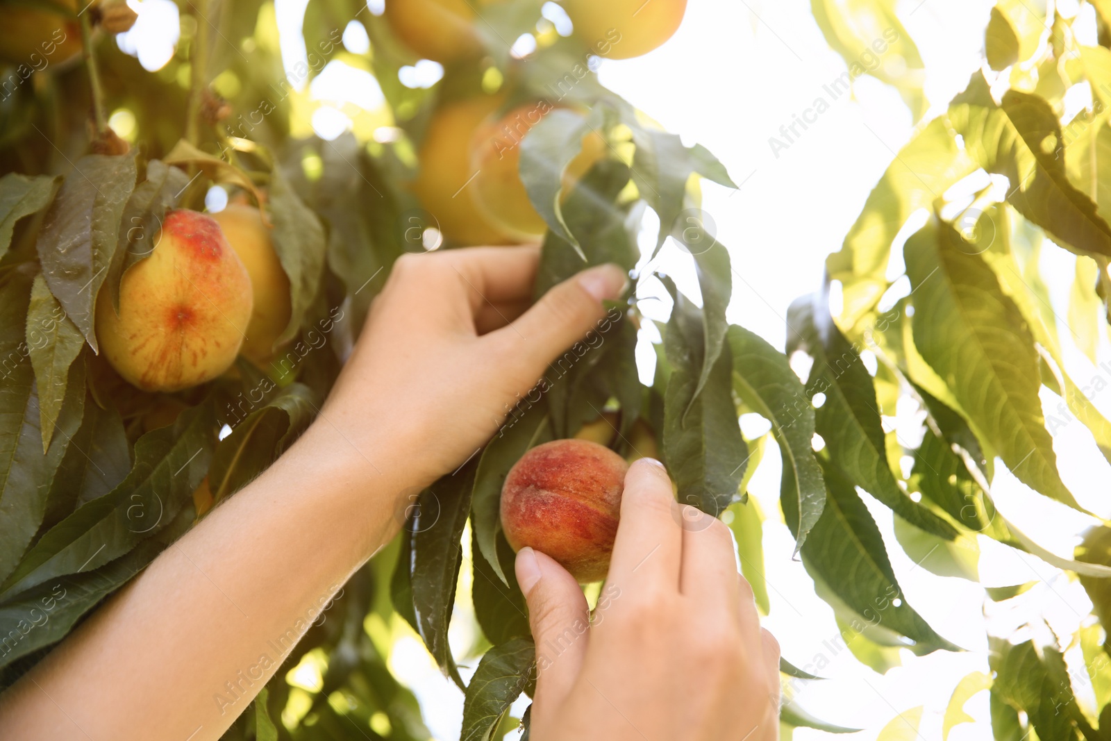 Photo of Woman picking ripe peach from tree outdoors, closeup