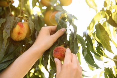 Photo of Woman picking ripe peach from tree outdoors, closeup