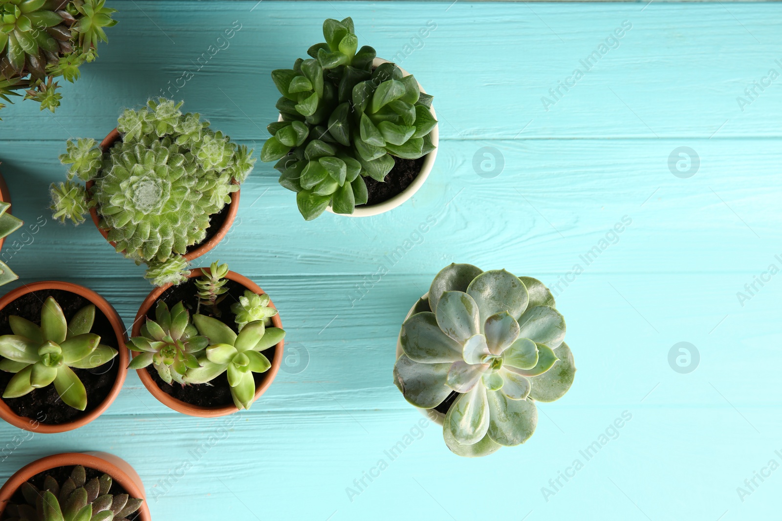 Photo of Many different echeverias on light blue wooden table, flat lay. Beautiful succulent plants