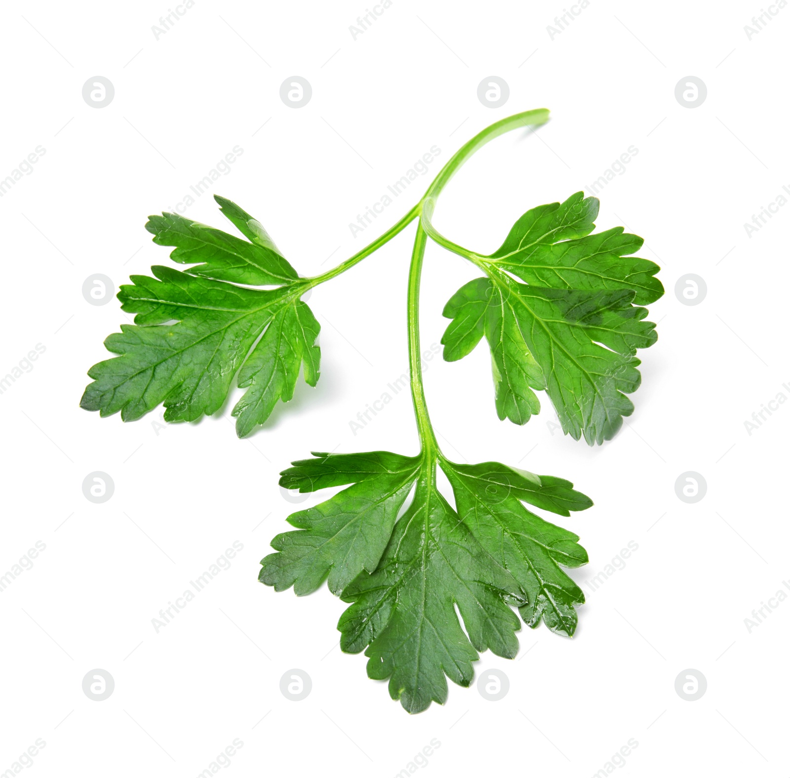 Photo of Fresh green organic parsley on white background