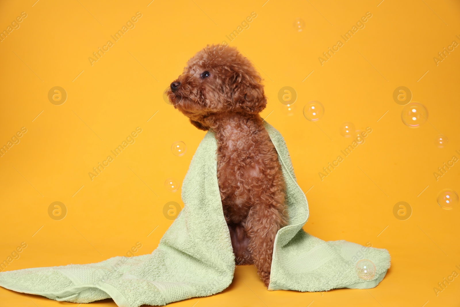 Photo of Cute Maltipoo dog wrapped in towel and soap bubbles on orange background