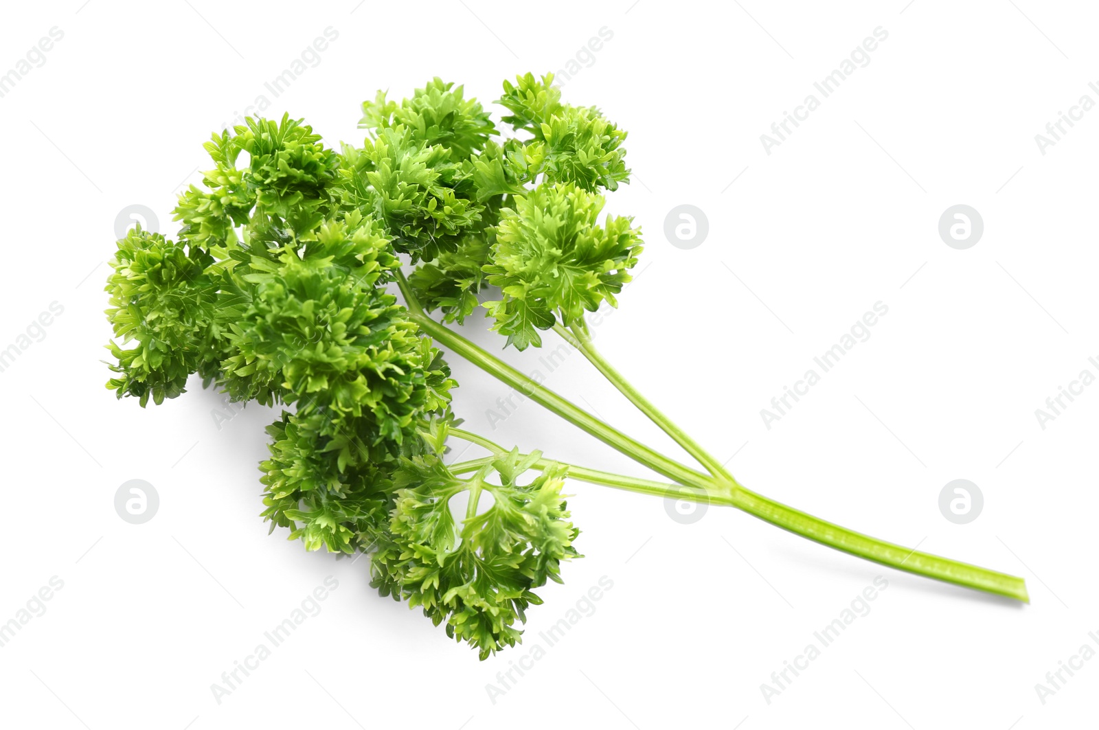 Photo of Fresh green curly parsley on white background