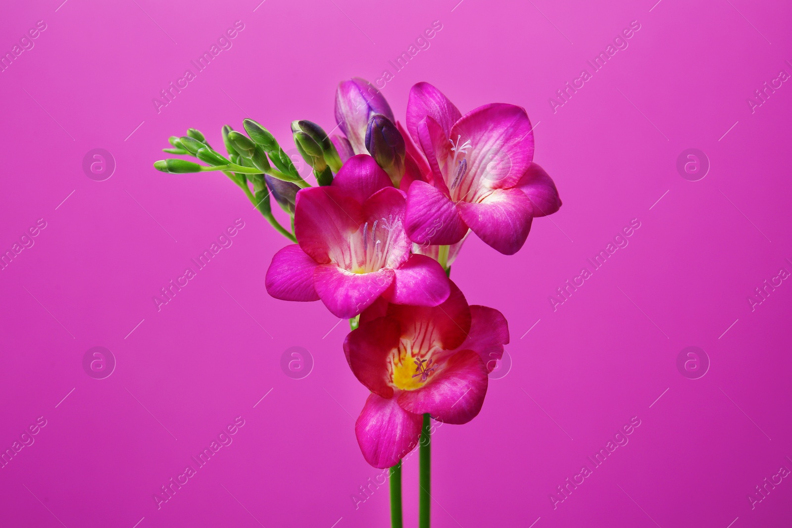 Photo of Beautiful freesia flowers on color background