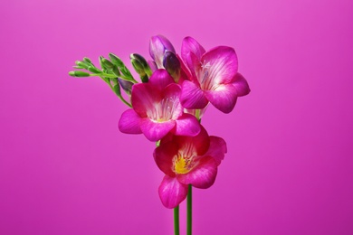 Photo of Beautiful freesia flowers on color background