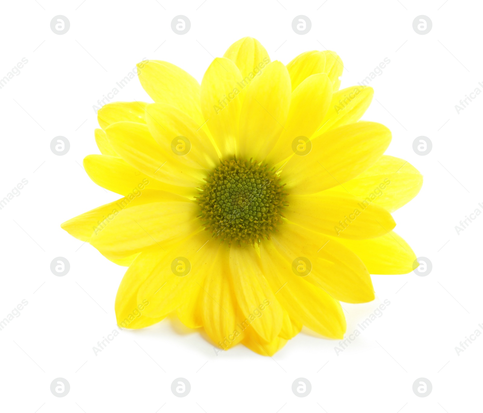 Photo of Beautiful and delicate chamomile flower on white background