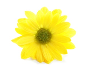 Beautiful and delicate chamomile flower on white background