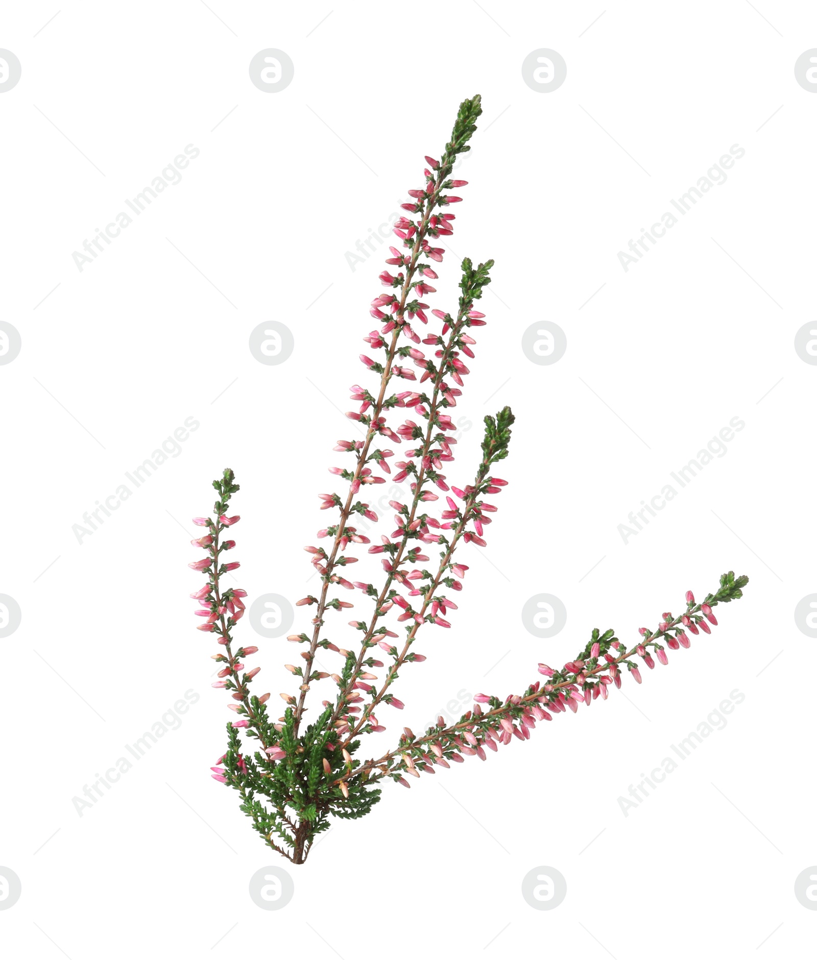 Photo of Branch of heather with beautiful flowers isolated on white