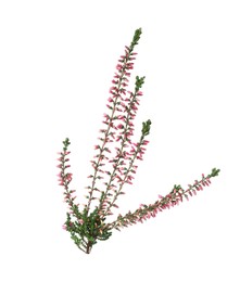 Branch of heather with beautiful flowers isolated on white