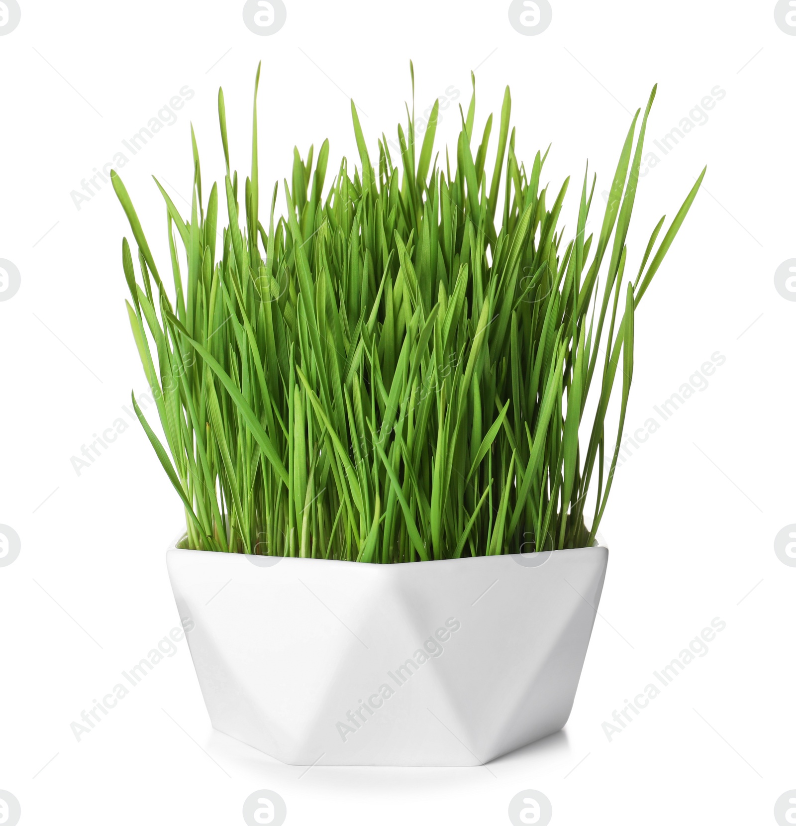 Photo of Bowl with fresh wheat grass isolated on white