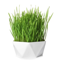 Photo of Bowl with fresh wheat grass isolated on white